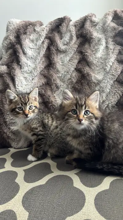 2 KITTENS LEFT, View more