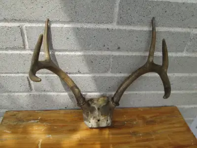 vintage Deer Antler, View more