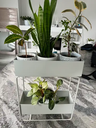2 level plant stand Off white, in very good condition, no stains 24x10x29.5” Pick up in Bonavista or...