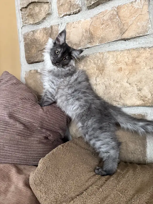 Chaton Maine Coon enregistré TICA