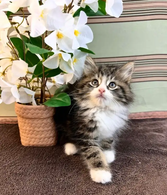 Vetted Maine Coon Girl in Cats & Kittens for Rehoming in Oakville / Halton Region - Image 4