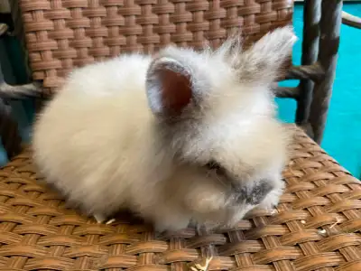 Pure Lionhead Angora bunny, View more