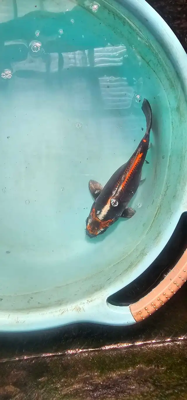 Japanese koi in Fish for Rehoming in Calgary - Image 9