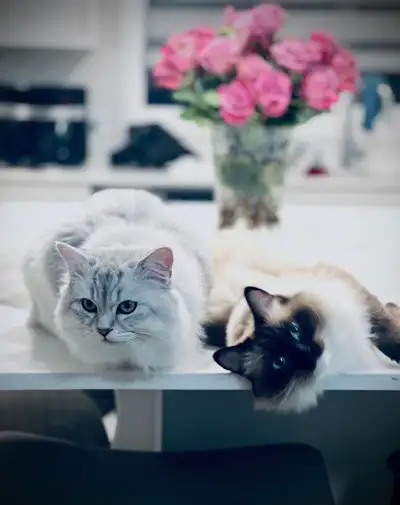 These adorable kittens are new additions to the world, born May 11 from a beautiful cross between a...