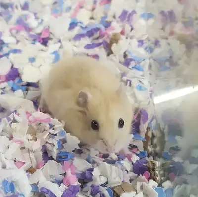 Nous avons un beau monsieur hamster nain winter white en adoption qui provient d’un éleveur éthique....