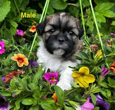 Adorable Bichon Shih Tzu Puppies , View more