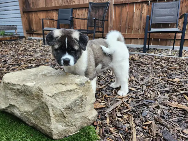 Purebred Akita Puppies in Dogs & Puppies for Rehoming in Windsor Region - Image 4