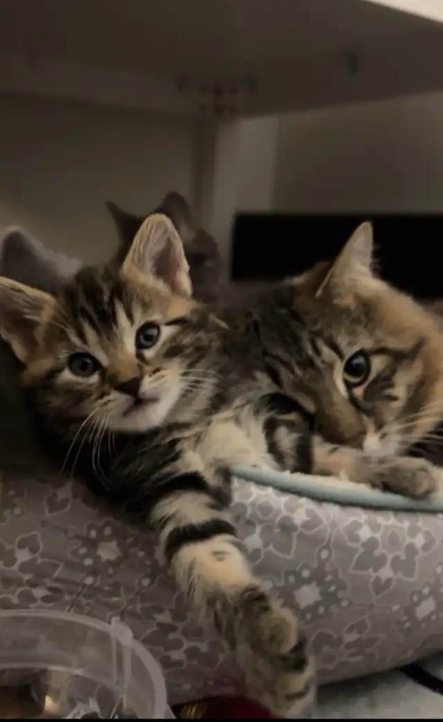 Kittens Russian x siberian Crossbreed mid  Hair Grey Kittens 2
