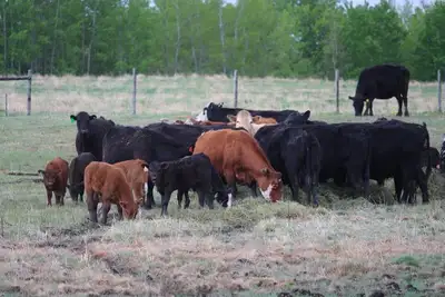 Cattle need to be hardy enough to survive cold snaps in winter on swath/bale grazing. If cold snap l...