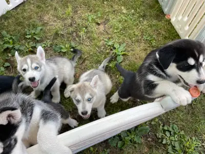 husky sibérien  chiot, View more