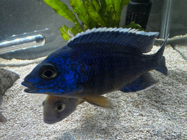 bi colour 500 African Cichlid male in Fish for Rehoming in Hamilton