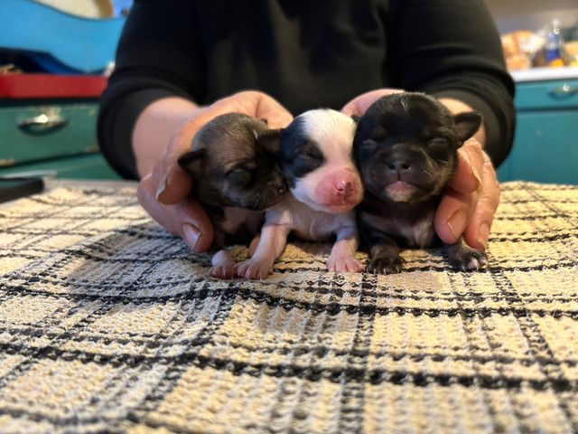 Chihuahua Puppies in Dogs & Puppies for Rehoming in Terrace - Image 4