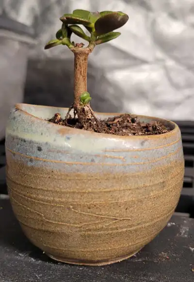 This small jade plant is looking for a new home! It comes potted in this delightful clay pot from a...