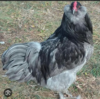 Wanted- Ameracauna Roosters 