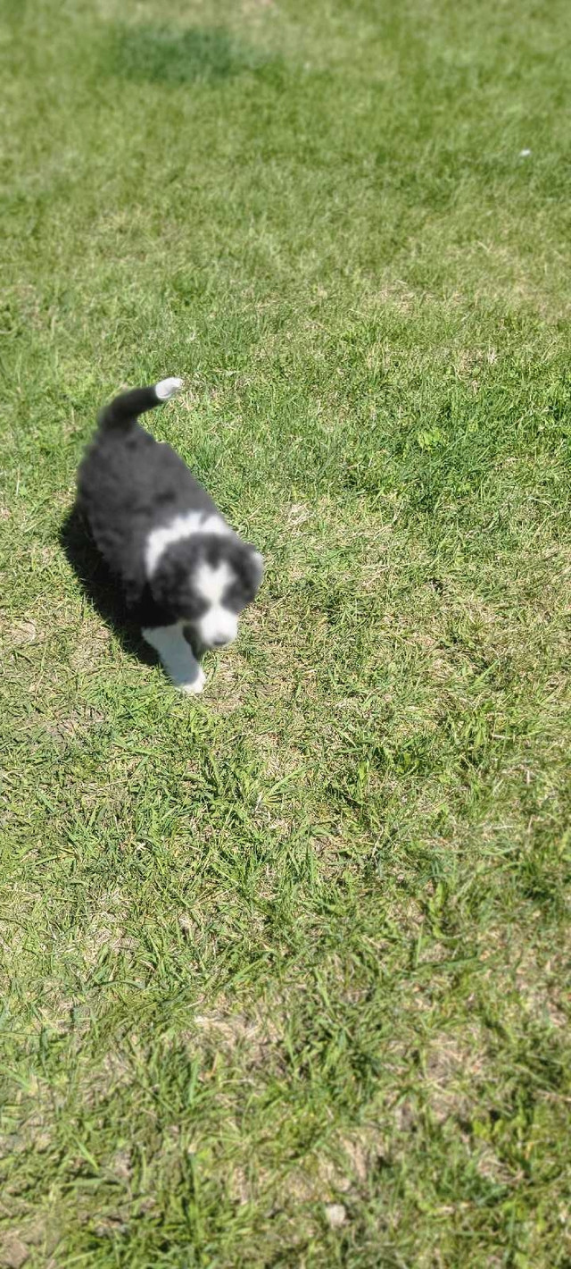 Great Mountain dog puppies in Dogs & Puppies for Rehoming in Calgary - Image 4