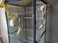 Budgies for rehoming
