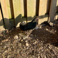 1 year old laying hen