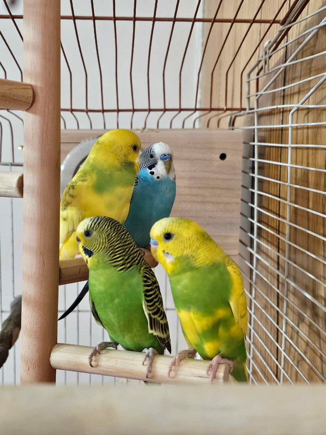 Budgies confrim pairs in Birds for Rehoming in Kamloops - Image 2
