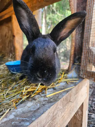 Intact male rabbit  age breed unknown, View more