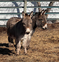 2 gelding miniature donkeys