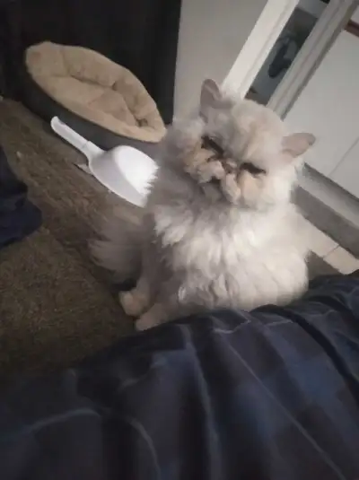 Light shaded silver male flat faced Persian cat.....cost 3500$ . He's a great cat and has some major...