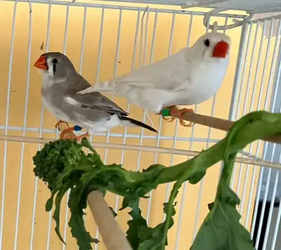 Zebra Finch, View more