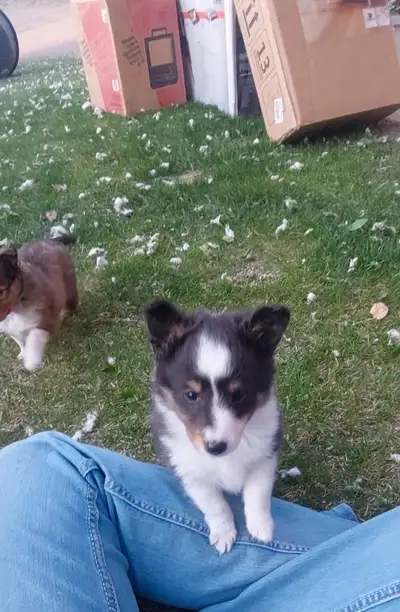 Sheltie puppies, View more