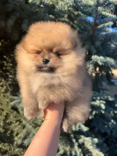 Tiny Teddy Bear Pomeranian Boy, View more