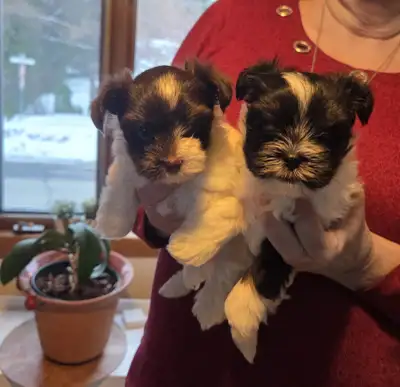 Deux chiots Biewer Terrier pure race: une femelle, un mâle, View more