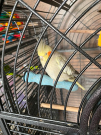 Cockatiel femelle manipulable avec cage