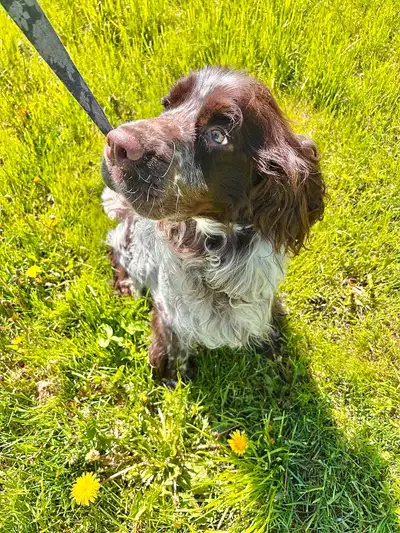 1 year old Springer spaniel Male, View more