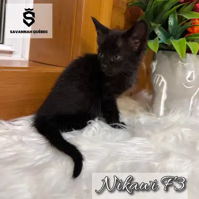 Savannah F3-C enregistrée TICA - Nikawi, View more