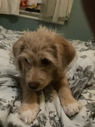 1 female text me416 400 4100 Brandon, View more