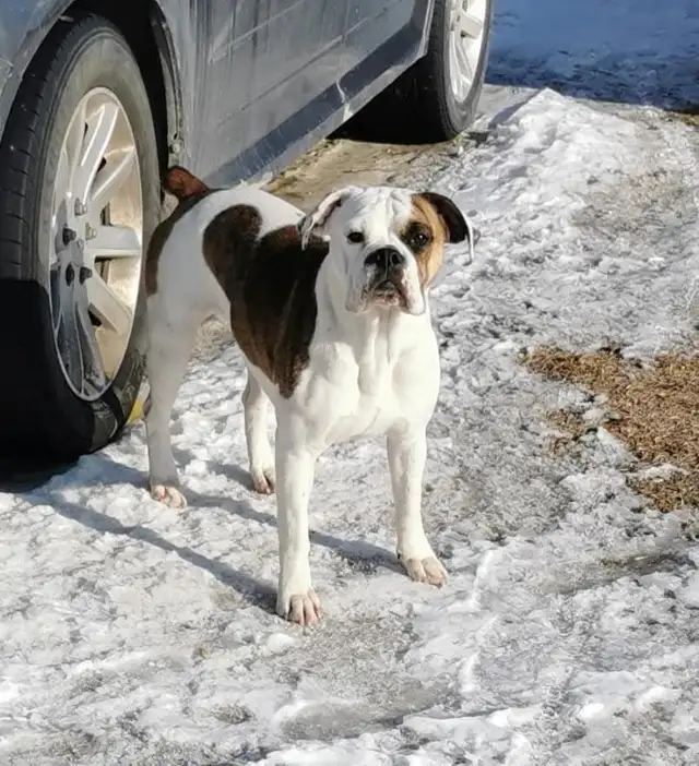 Male valley bulldog puppies in Dogs & Puppies for Rehoming in Winnipeg - Image 6