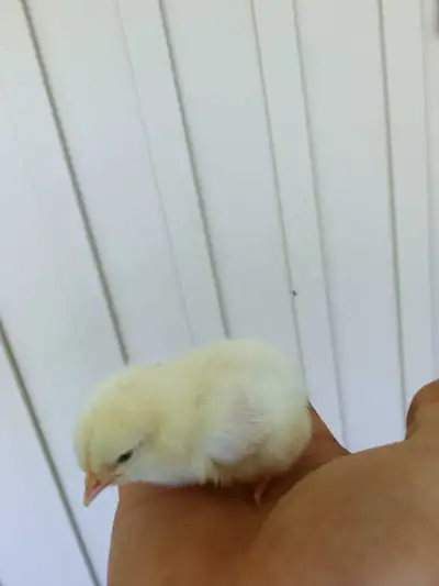 white leghorn mix/bym chicks, View more