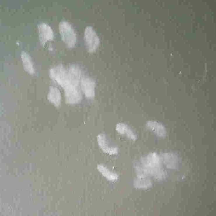 Room for rent in 5 1/2 near parc metro Chambres à louer et colocs