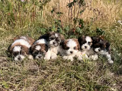 Shichon Puppies, View more