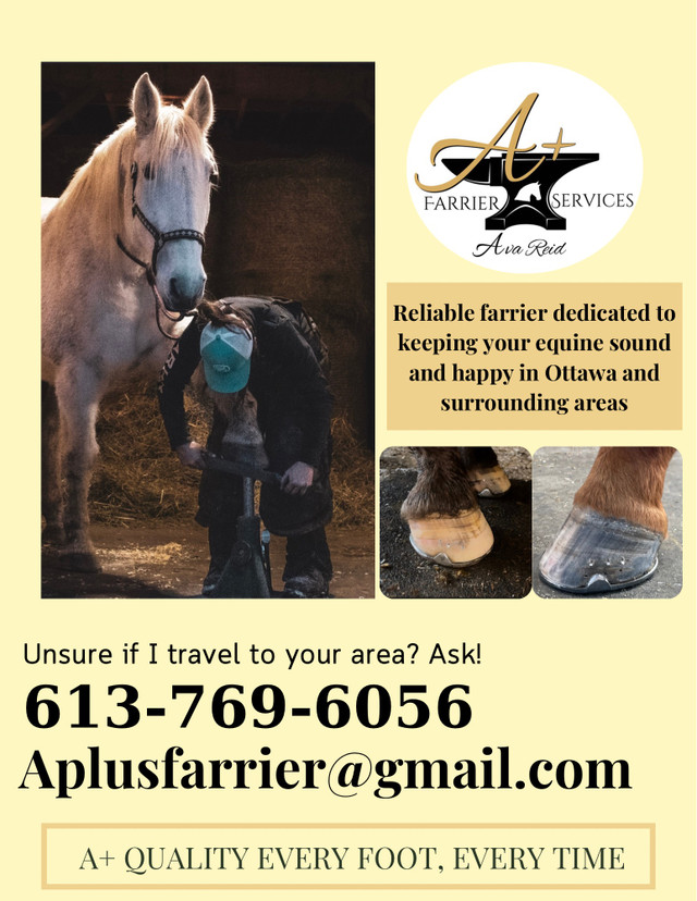 Farrier service in Horses & Ponies for Rehoming in Renfrew