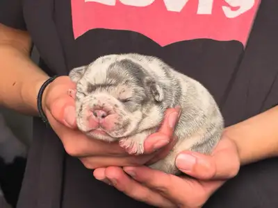 Beautiful French Bulldog puppies, View more