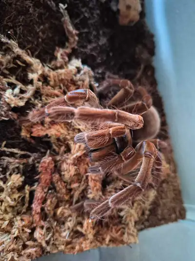 Theraphosa Stirmi Female, View more
