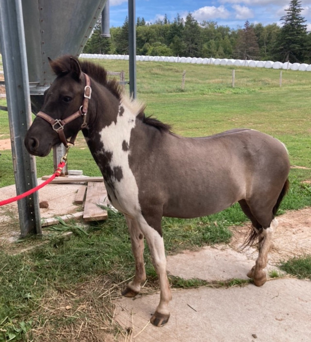 Fancy Grulla Pony Mare in Horses & Ponies for Rehoming in Charlottetown