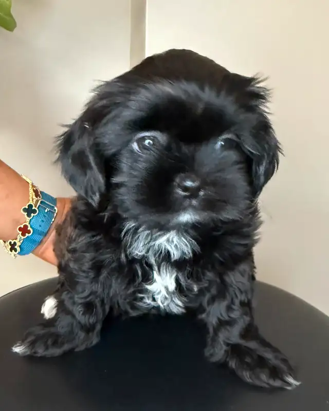 **Adorable Puppies Looking for Their Forever Homes!** in Dogs & Puppies for Rehoming in Ottawa - Image 3