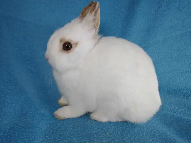 EXTRAORDINARY Lionhead, Netherland dwarf, Holland lop bunnies in Small Animals for Rehoming in Ottawa - Image 6
