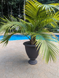 2 très beaux palmiers naturels dans le même pot.