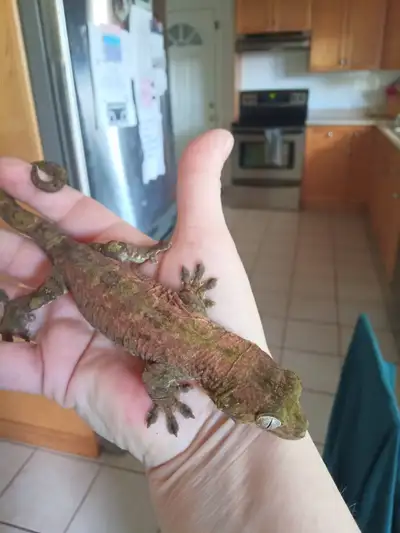 Female chahoua gecko, View more