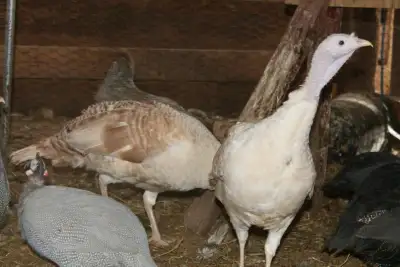 $60/dozen. All breeds are pure bred! Available breeds are red bourbon, artisan gold, sweetgrass and...