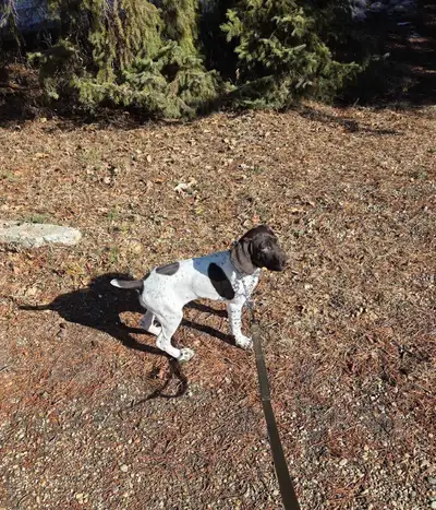 German Shorthaired Pointer, View more