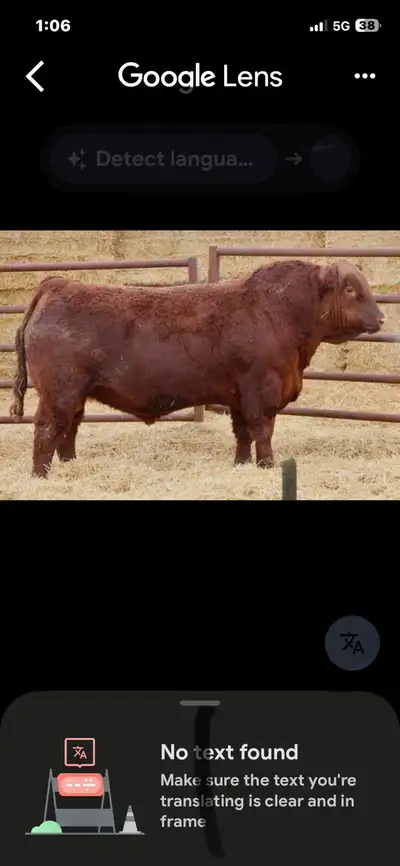 iOS  rent bull, View more