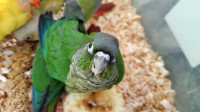 Baby Green-Cheeked Conure 