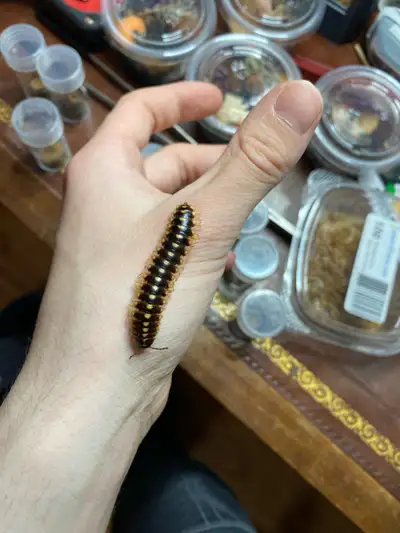 Millipedes for sale, View more